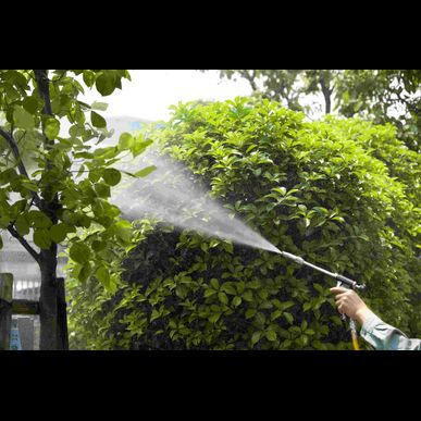 静岡士で庭木の剪定はクリーン・メイト静岡にお任せください